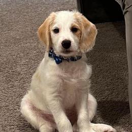 Casper - Cream male Labradoodle puppy in Churchill County Fallon, Nevada from Card Family Ranch