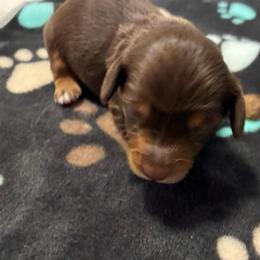 Abby - Chocolate and tan female Dachshund puppy in Dobson, North Carolina from Oakleys Dachshund Haven
