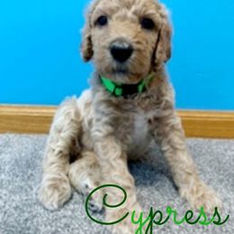 Poodle Puppies from Serene Arenas' Standard Poodles