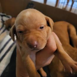 Girl 2 - Golden rust female Vizsla puppy in Stryker, Montana from Jeff Schmieder