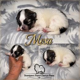 Mesa - Tri-colored female Pomeranian puppy in Odessa, Texas from Cherry's Poms