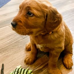 Golden Retriever and Labrador Retriever Puppies from All Around Retrievers LLC