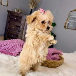 Bella - Apricot female Maltipoo puppy in Melissa, Texas from Southern Love Cavapoos & Maltipoos