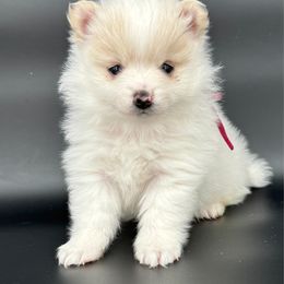 Pink - White female Pomeranian puppy in Meridian, Idaho from Idaho_poms