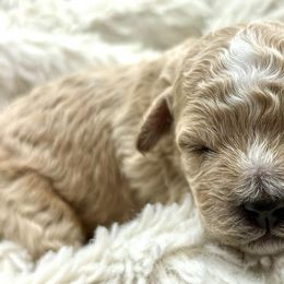 Cavapoochons from Platinum Premier Puppies