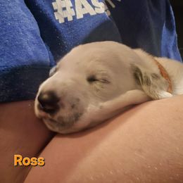 Ross orange collar - White and black male Dalmatian puppy in Palmer, Massachusetts from Delaney's Dalmatians 2