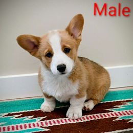 Boy 1 - White and fawn male Pembroke Welsh Corgi puppy in Montgomery County, Tennessee from Anita’s little Corgi Haven