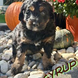 Syrup - Sable male Aussiedoodle puppy in Ellenburg Center, New York from Kristin's Puppies