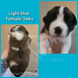 Light blue Female - White and brown female Saint Bernard puppy in Kaukauna, Wisconsin from Holtz Family Saints