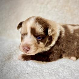 Merle female 2 - Red merle female Miniature Australian Shepherd puppy in Lemon Cove, California from Magic Ranch Mini Aussies
