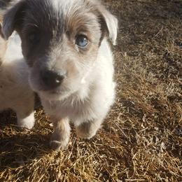 Belle - Parti female Poodle puppy in Manassa, Colorado from Cami’s Colorado Cuties