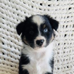 Arrow - Black tri-color male Australian Shepherd puppy in Zwingle, Iowa from Homestead Aussies & Doodles