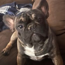 French Bulldogs from Bridgett’s Country K-9’s