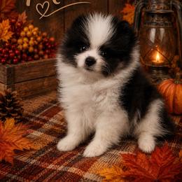 Max - Black parti male Pomeranian puppy in Sandia, Texas from Broken Arrow Poms