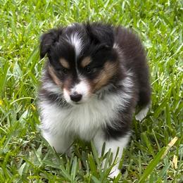 Loki - Black white and tan male Shetland Sheepdog puppy in Miami, Florida from Cielito Lindo Shelties