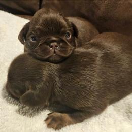 Girl 2 - Brown female Brussels Griffon puppy in Huntsville, Alabama from Tammy's Brussels
