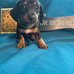 Bulma - Black and tan female Dachshund puppy in Park Hills, Missouri from Sugar Pop Dachshunds