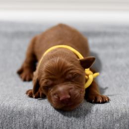 Peach - Dark golden female Golden Retriever puppy in Strawberry Plains, Tennessee from Origins Goldens