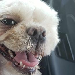 Shih Tzus from The Jelly Jar