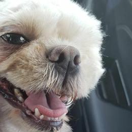 Shih Tzus from The Jelly Jar