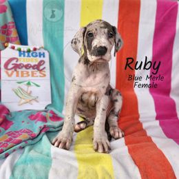 Ruby - Merle female Great Dane puppy in Prairieville, Louisiana from Southern Barron Danes & Dachshunds
