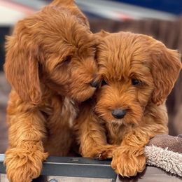Goldendoodles from Daisy Lane Doodles