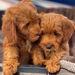 Goldendoodles from Daisy Lane Doodles