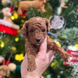 Paddington - Red  male Poodle puppy in Wharton, Texas from In the Red Poodles