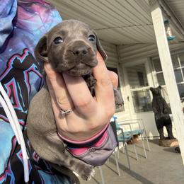 Short hair blue girl - Gray (blue) and tan female Dachshund puppy in Mount Vernon, Ohio from Double A Dachshunds