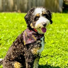 Moose - Australian Mountain Doodle