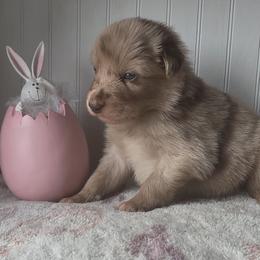 Jellybean - Red merle male Australian Shepherd puppy in Windsor, New York from Double B Aussies