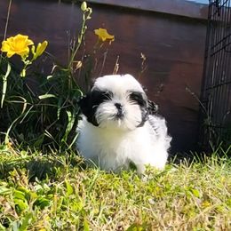 AKC registered and microchipped with DNA and OFA passing parents. Potty and Crate training started. Parti girl - Black and white female Shih Tzu puppy in Troutville, Virginia from Mountain Pass Barn