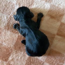 Palmer - Black and tan male Cocker Spaniel puppy in Indiana from muddy boots cocker spaniels and cockapoos