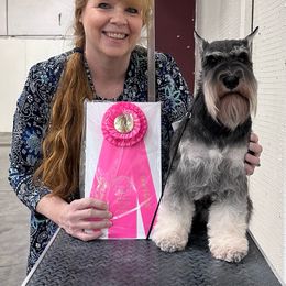 Ellie - Miniature Schnauzer