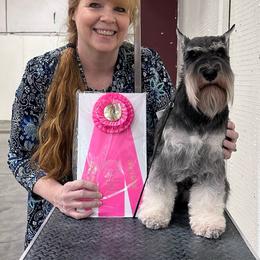 Ellie - Miniature Schnauzer