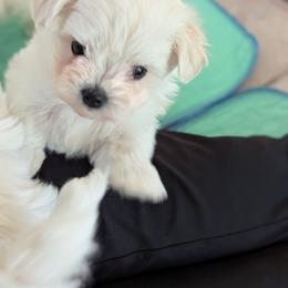 SERIOUSLY SWEET GIRL - White female Maltese puppy in Nevada from LAS VEGAS PUPPY