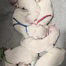 Male pick 5 - Light golden male Golden Retriever puppy in Waterford, Pennsylvania from Living on Faiths Golden Retrievers