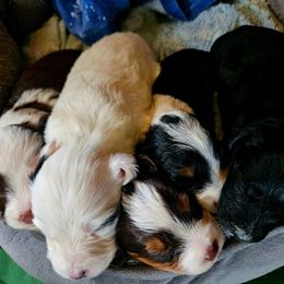 Aussiedoodle puppies from Addy Greaton Farms