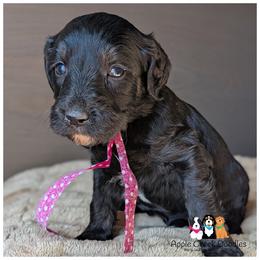 STORMY - OFA-Genetics-2 Year Warranty-Microchip-Vet Check-1st shots-Apple Creek Doodles - Black female Goldendoodle puppy in Jeddo, Michigan from Apple Creek Doodles