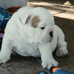 Boy 4 - male Bulldog puppy in Wichita, Kansas from Waltman's Bulldog's