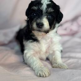 Pepper - Black and white female Bernedoodle puppy in Longmont, Colorado from Colorado Miniature Bernedoodle Puppies