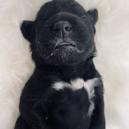 Aussiedoodle Puppies from Beachside Aussiedoodles