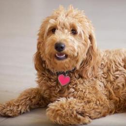 Goldendoodle All Grown Up from Utah Mini Doodles