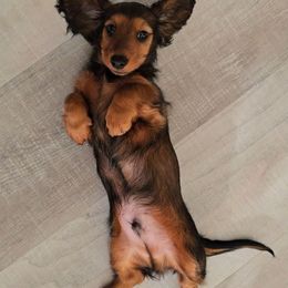 Savash - Red male Dachshund puppy in Georgetown, Texas from TopShelf Dachshunds