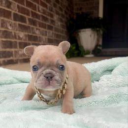 Ken - Fawn brindle and white male French Bulldog puppy in Willis, Texas from Maranda Cianceruso