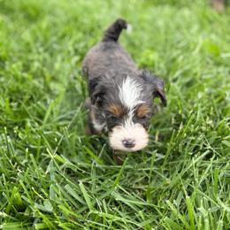 Sullivan - Blue merle male Bernedoodle puppy in Warrensburg, Missouri from Dreamer Ridge Puppies