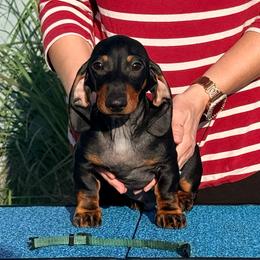 LEO - Black and tan male Dachshund puppy in Toledo, Ohio from Baldox Dachshunds