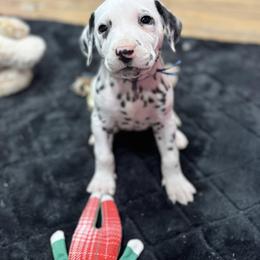 Dalmatian, Poodle, and Rhodesian Ridgeback Puppies from Ruffles, Ridges, & Spots!