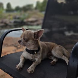 Hector - Chihuahua