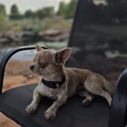 Hector - Chihuahua